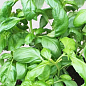 Базилік зелений "Фоглія ді Латуга" (кадкова рослина, високодекоративний кущ) цена