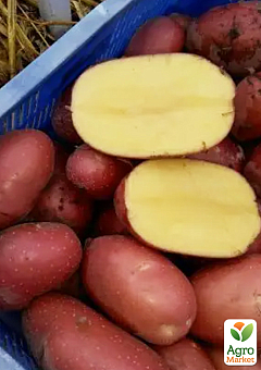Картопля "Есмі" насіннєва рання (1 репродукція) 10кг17