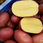 Картопля "Есмі" насіннєва рання (1 репродукція) 10кг