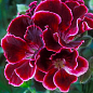 Пеларгония Королевская Aristo "Red Beauty" (контейнер № 10, высота 10-20 см)