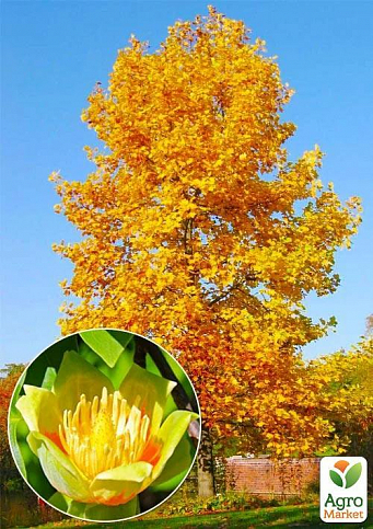 Тюльпанове дерево яскраво-жовте "Ліріодендрон" (Liriodendron tulipifera) - фото 3