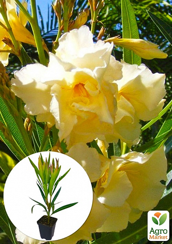 Олеандр желтый "Luteum Plenum" (вечнозеленый кустарник, очень ароматные цветы)