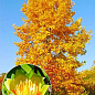 Тюльпанове дерево яскраво-жовте "Ліріодендрон" (Liriodendron tulipifera) цена
