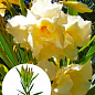 Олеандр жовтий "Luteum Plenum" (вічнозелений кущ, дуже ароматні квіти)