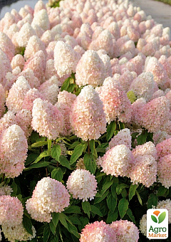 Гортензия метельчатая 2-х летняя "Magical Sweet Summer" высота саженца 20-30см4