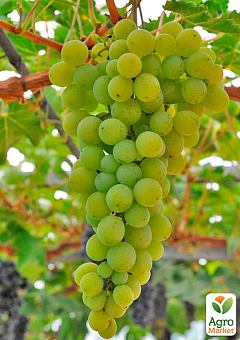 LMTD Виноград "Muscat of Alexandria" (сортовой, укорененный)12