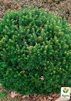 Ялиця субальпійська "Green Globe" (ком/сітка) висота 60-70 см27