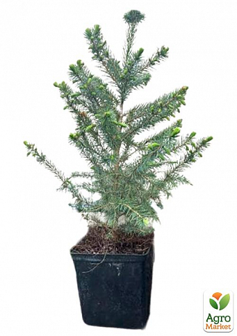 Ялина 4-річна сербська колоноподібна (Picea omorika) С3, висота 50-60см - фото 3