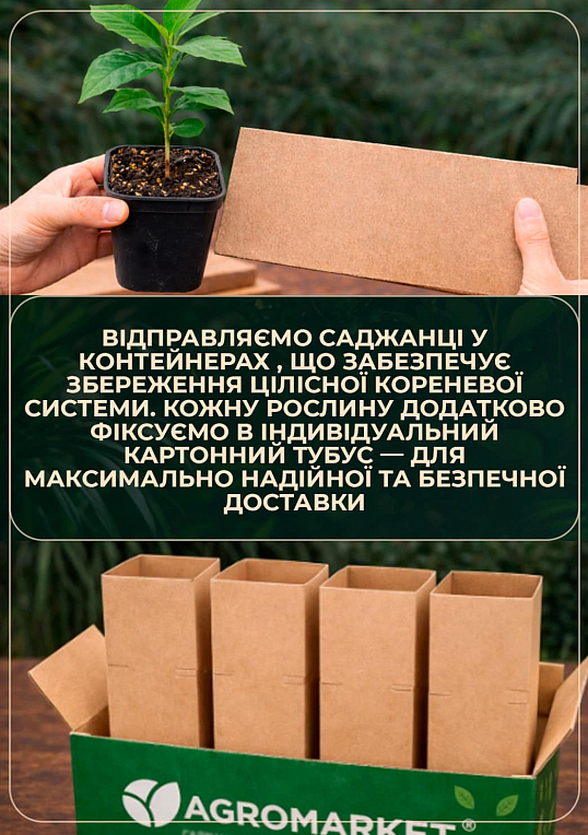 Кофе "Арабика" рост 10-15 см - фото 5