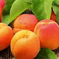 Абрикос "Фардао" (крупноплодный сорт, поздний срок созревания)