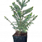 Ель 4-х летняя сербская колоновидная (Picea omorika) С3, высота 50-60см цена