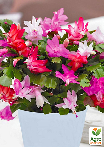 Шлюмбергера "Tricolor" (Декабрист, рождественник, зигокактус)