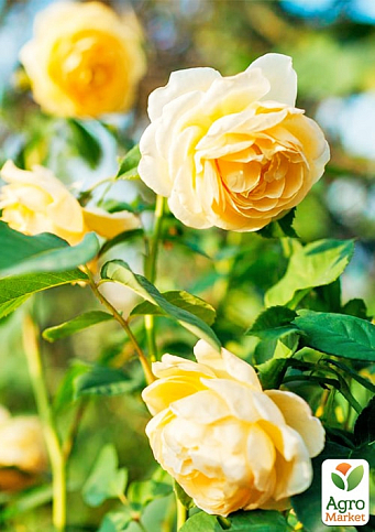 Троянда плетиста "Хортиця" (саджанець класу АА+) вищий сорт  - фото 3