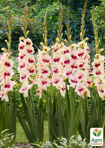 Гладиолус "Amber Mistique"  - фото 4