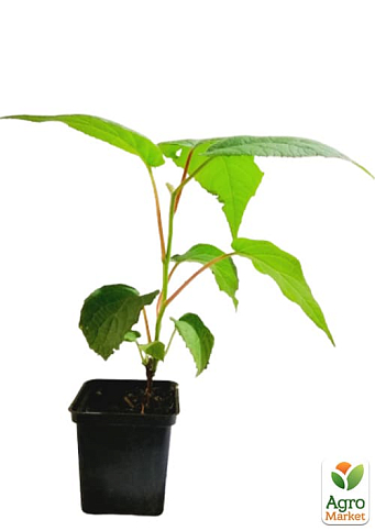 Ківі «Голд» (жовтий ківі, екзотичний солодкий плід з лимонним ароматом) - фото 2