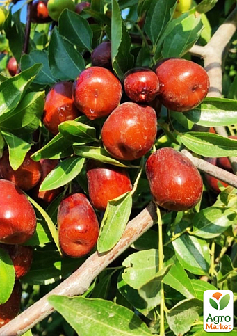 Зізіфус (унабі) "Бурнім" (середньопізній термін дозрівання, високоврожайний сорт) вазон Р9, висота 10-15см