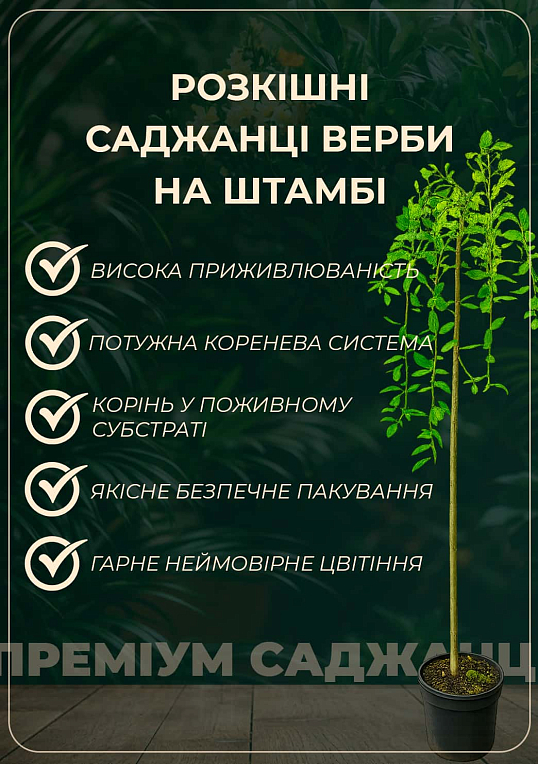 Ива на штамбе "Mount Aso" (высота 1,2-1,8м)