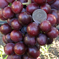 Виноград "Подарунок Родіонову" (високі смакові якості з мускатним ароматом, ранньостиглий) 1 саджанець в упаковці