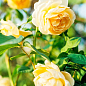 Роза плетистая "Хортица" (саженец класса АА+) высший сорт цена