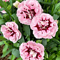 Гвоздика Махровая Oscar "Antique Pink" 