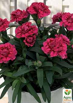 Гвоздика Махрова "Oscar Purple"13