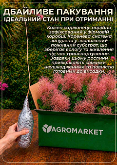 Скумпія звичайна  (Cotinus Coggygria) висота 40-50см30