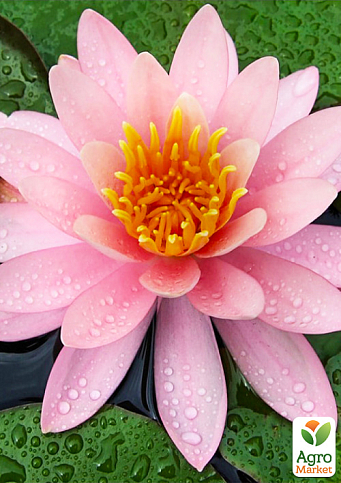 LMTD Нимфея (водяная лилия) "Pink Opal" (корневище) - фото 6