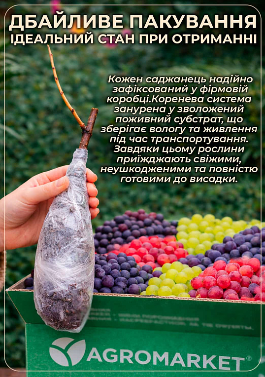 Виноград "Біла Надія" (надранній, двостатевий, великий)