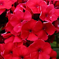 Флокс багаторічний "Red Riding Hood"