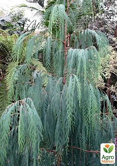Кіпаріс Кашмірський 3-х річний (Cupressus Cashmeriana) С1,5 висота 70-80см2