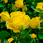 Троянда грунтопокривна "Сахара" (саджанець класу АА +) вищий сорт 1 саджанець в упаковці