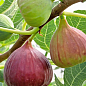 LMTD Инжир 5-и летний "Ficus Сarica" (крупноплодный, самоопыляемый сорт) высота 170-190см цена