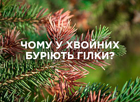 Чому у хвойних буріють гілки: основні причини та як виправити | Agro-market
