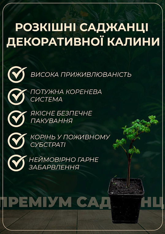 Калина декоративная "Pohjan Neito"(Viburnum opulus "Pohjan Neito") - фото 2