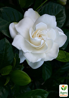 Гардения жасминовидная "Fortune" (Gardenia jasminoides)24