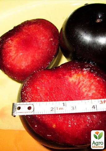 Слива "Блек Даймонд" (Black Diamond) (літній сорт, середній термін дозрівання) - фото 4