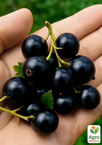 Смородина чёрная "Глаз Дракона" (ранний срок созревания, крупноплодный сорт) - фото 2