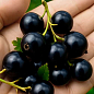 Смородина чёрная "Глаз Дракона" (ранний срок созревания, крупноплодный сорт) купить