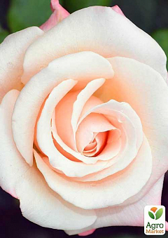Роза чайно-гібридна "Engagement" (саджанець класу АА +) вищий сорт2
