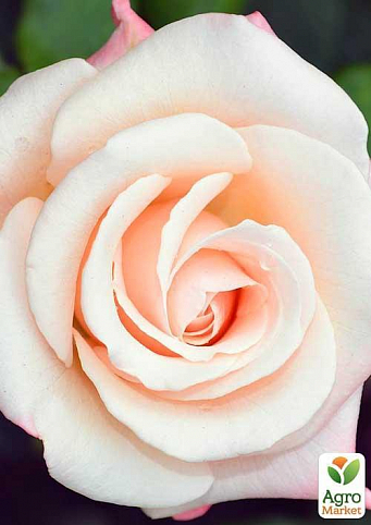 Роза чайно-гибридная "Engagement" (саженец класса АА+) высший сорт