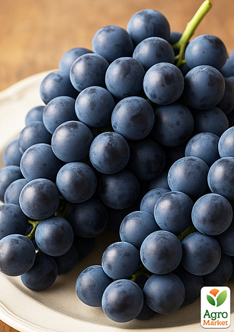 Виноград "Рондо" (винний сорт, стійкий до хвороб та морозів) - фото 4