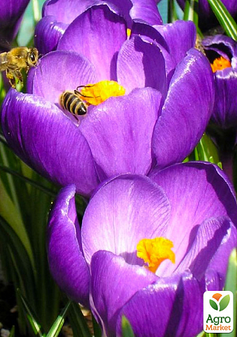 Крокус ботанічний "Barr's Purple" (розмір 5/7, середній) 5шт в упаковці