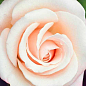 Роза чайно-гибридная "Engagement" (саженец класса АА+) высший сорт