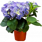 LMTD Гортензия крупнолистная цветущая 3-х летняя "Early Blue" (30-40см) купить