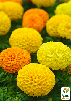 Бархатцы (Тагетес) "Antigua Yellow" 5