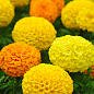Бархатцы (Тагетес) "Antigua Yellow"  купить