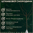 Смородина на штамбе "Троицкая" (среднепоздний срок созревания) купить