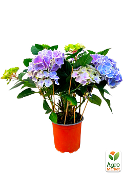 LMTD Гортензия крупнолистная цветущая 3-х летняя "Saxon Candy Heart Blue" (30-40см)14