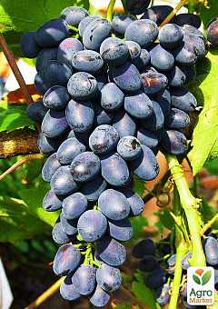 Виноград "Руслан" (дуже ранній термін дозрівання, кисть формується без горошенія)2