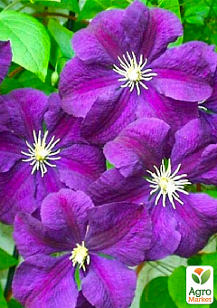 Клематис крупноцветковый Etoile Violette"(Этуаль Виолет)1